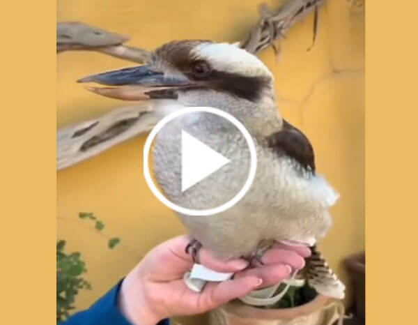 Kookaburras The Australia Kingfishers