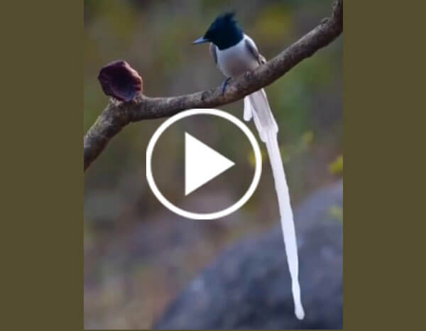 Blyth’s Paradise Flycatcher (Terpsiphone Affinis)