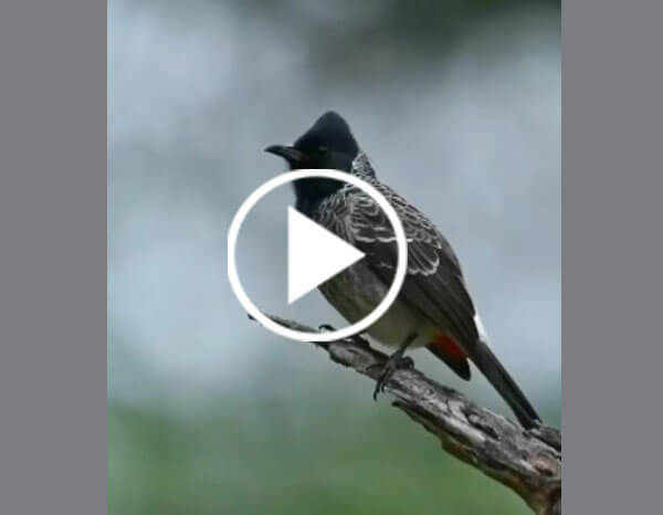 The Red-vented Bulbul (Pycnonotus Cafer)