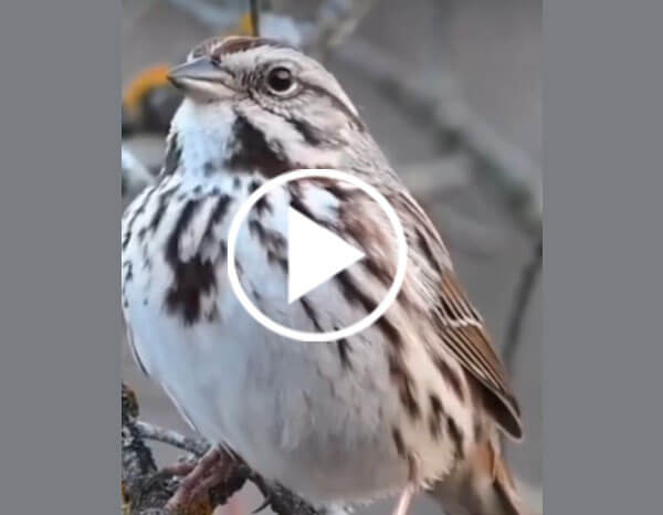 The Song Sparrow (Melospiza Melodia)