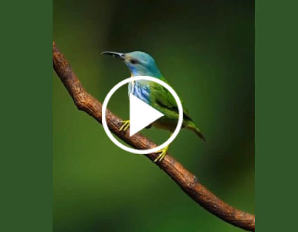 The Blue-crowned Motmot (Momotus Coeruliceps)