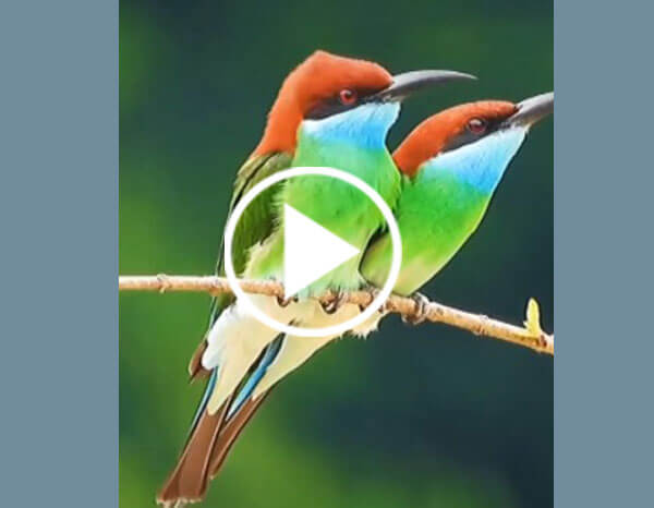 The Bee-eaters Are a Group of Birds in The Family Meropidae