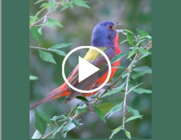 The Painted Bunting (Passerina Ciris)