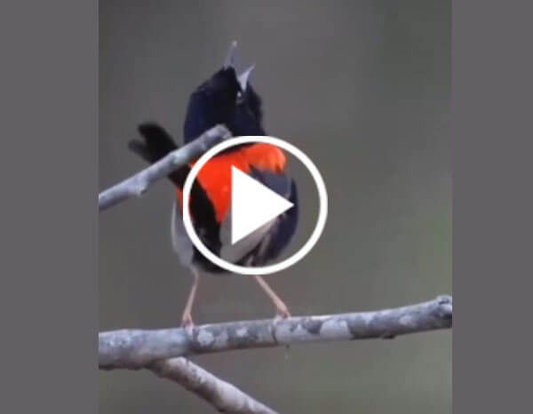 The red-breasted flycatcher (Ficedula Parva)