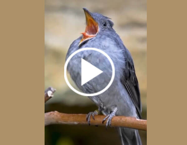 Rufous-Vented Warbler (Curruca Subcoerulea)