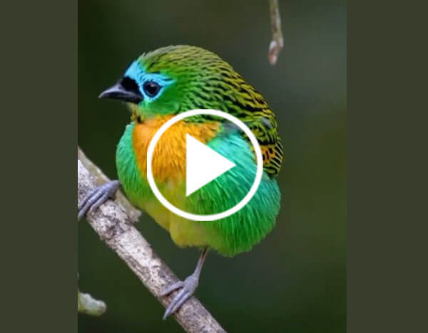 The Brassy-breasted Tanager (Tangara Desmaresti)