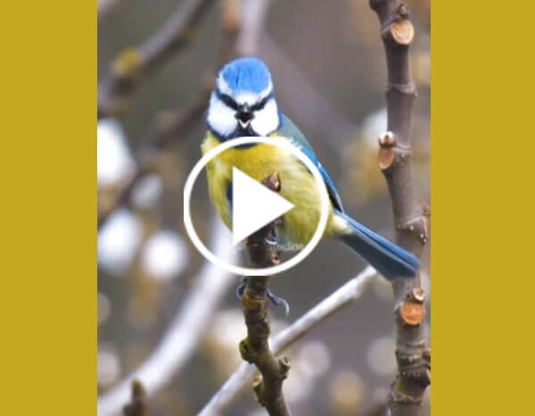 The Eurasian Blue Tit (Cyanistes Caeruleus)