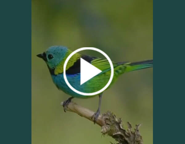 Vibrant Bird with a Combination of Blue, Green, and Yellow Plumage.