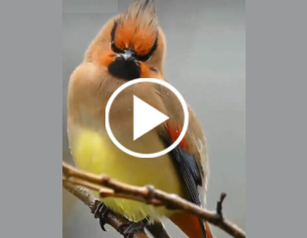 The Cedar Waxwing (Bombycilla Cedrorum)