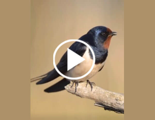 The Barn Swallow (Hirundo Rustica)