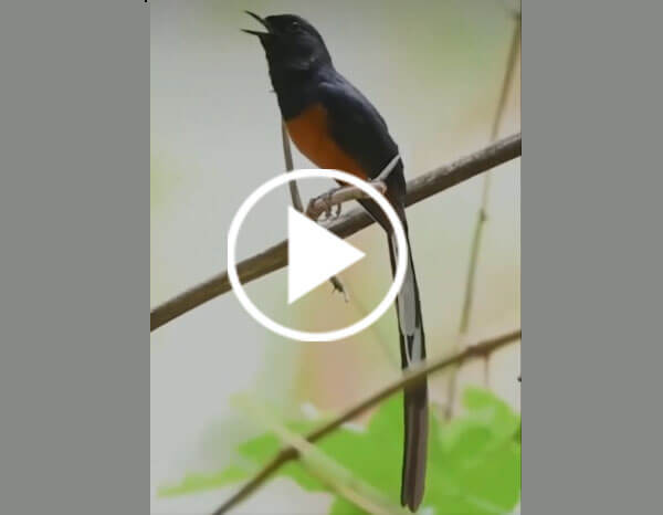 White-Rumped Shama (Copsychus Malabaricus) Long Tail