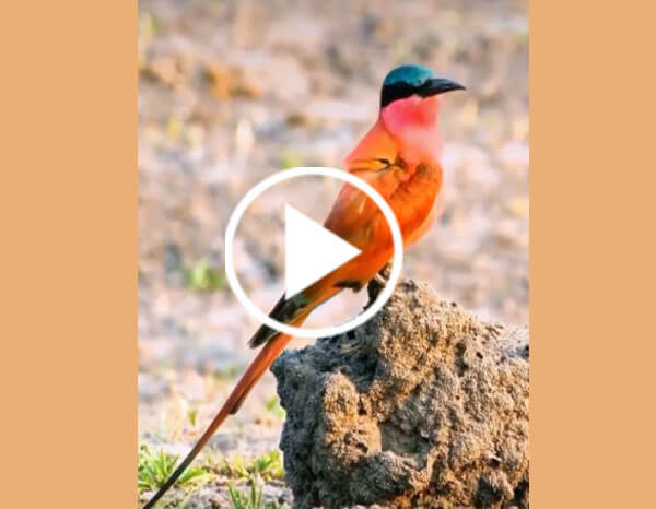 The Southern Carmine Bee-eater (Merops Nubicoides)